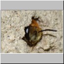 Colletes daviesanus - Seidenbiene w001a 9mm beim Verlassen der Roehre - OS-Insektenhotel det.jpg